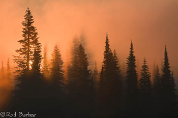 fog in the trees at Reflection Lake