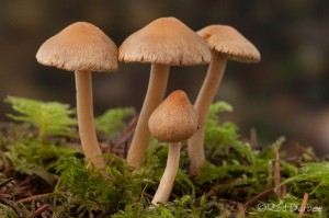 Unkown mushrooms