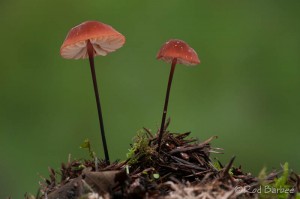 Barbee_121228_3_0687