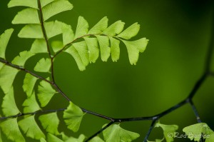 Maidenhair fern close up.