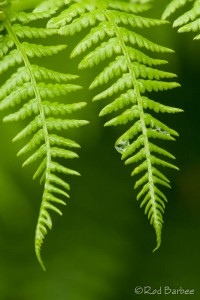 Common Lady Fern