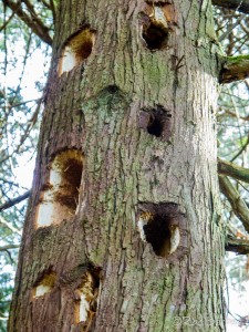Pileated woodpecker holes in a cedar tree.