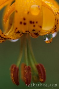 bright distracting water drops