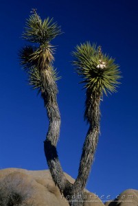 Joshua trees with out of focus bush in lower left