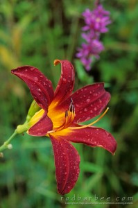 red lily with distracting background
