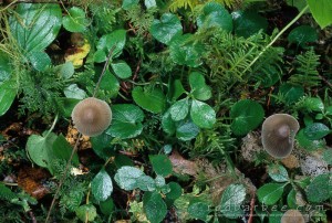 cluttered forest floor