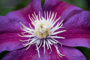 14-image focus stack