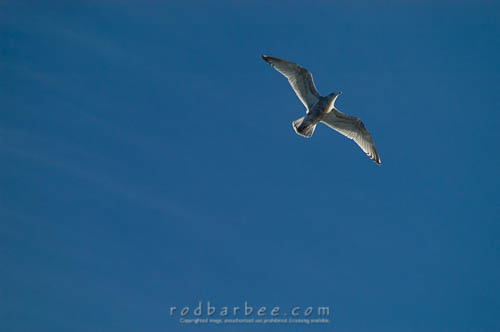Seagull in flight from deck of ferry