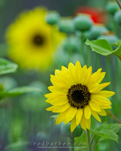 Sunflowers, poppies, and lavender