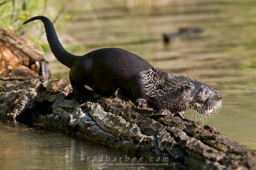 river otter