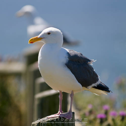 Sea gulls