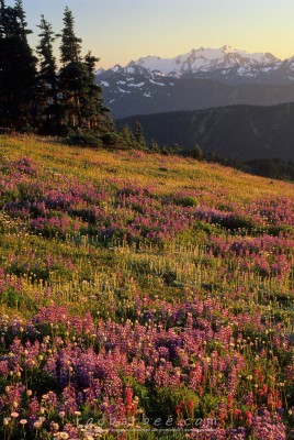 Lupine field with Mt. Olympus in background. 2-stop GND used