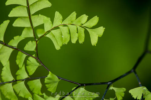 maidenhair fern