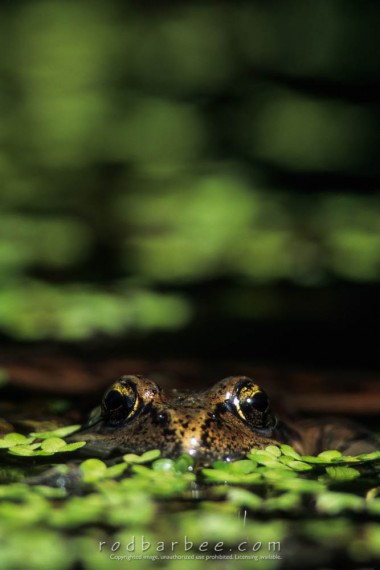 Taken with a 300mm lens with 50mm extension tube  and 1.4x teleconverter. In that order.