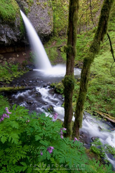 Upper Horsetail Falls. Bleeding heart in foreground