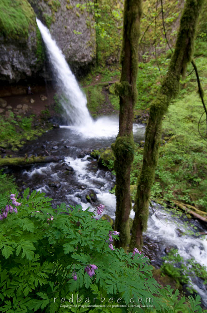 Upper Horsetail Falls focused on foreground