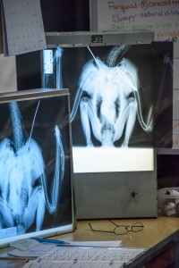 Lab at the Alaska Raptor Center