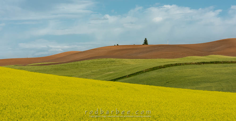 Canola field found during Rod Barbee Palouse photo workshop