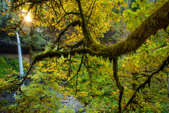 North Falls behind Big Leaf Maple. Silver Falls State Park, OR
