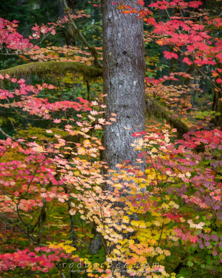 Autumn colors in Silver Falls State Park, OR