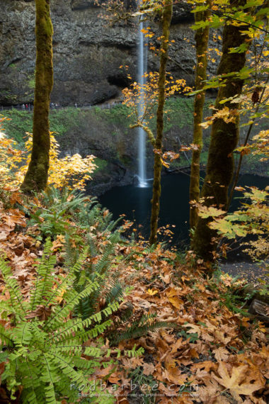 South Falls in autumn, Silver Falls State Park, OR